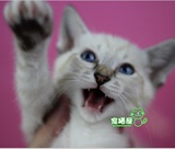 自家繁殖 纯种泰国 暹罗猫 山猫色 浅色钱骡 虎斑暹罗猫活体