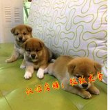 纯种秋田犬 幼犬出售 赛级双血统美系日本柴犬 健康家养宠物狗63