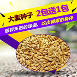 包邮500g【大麦种子 买2送1】新货批发大麦苗小麦草种子