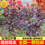 台湾水果树苗四季红肉西瓜芭乐苗红心番石榴苗当年结果盆栽地栽