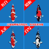 精品纯种日本红白大正昭和三色白写大小锦鲤观赏宠物风水鱼活体