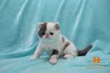 〖鸿运家宠会馆〗CFA注册蓝白加菲猫 异国短毛猫 纯种猫 宠物猫