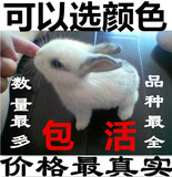 宠物兔宝宝 迷你公主兔熊猫兔子小白兔黑兔肉兔活体兔子 包邮包活