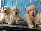 成都 出售纯种金毛幼犬大型犬导盲犬寻回猎犬工作犬支持支付宝vft