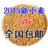 最新小麦粒 农家自产优质有机小麦  五谷杂粮饲料小麦  麦子1斤装