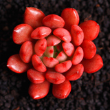 红宝石 pink rubby 3-5cm 多肉植物 多肉 植物绿植创意花卉盆栽