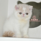 【凯利猫】CFA注册异国短毛猫 家养纯种血统加菲猫 乳白弟弟