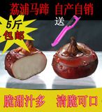 广西桂林特产荔浦新鲜农产品地栗有机水果马蹄荸荠大号5斤装包邮