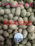 5斤包邮 山药豆种子 零余子山药蛋 冰糖葫芦专用 1个以上的机选