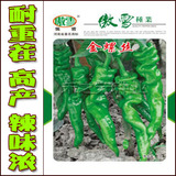 【螺丝椒种子】金螺丝椒种子   早熟 大肠 辣椒 全国栽培 8g