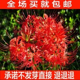 种球 彼岸花种球曼陀罗花庭院盆栽石蒜花种球进口花卉四季种植