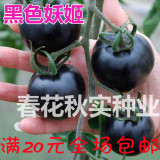 黑色妖姬最黑进口高端水果黑番茄种子 春季夏季四季阳台盆栽蔬菜