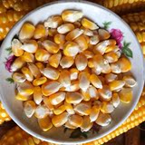 玉米粒 农家干玉米粒 五谷杂粮粗粮 特产 爆米花可用 有机 玉米粒