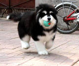 双血统 赛级 巨型 十字脸阿拉斯加幼犬 帅气 雪橇犬 宠物犬出售