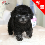 凌空星巴斯 韩国灰色泰迪贵宾茶杯泰迪宠物狗活体幼犬预出售G358d