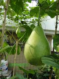农家圆瓢菜葫芦种子 圆瓢菜 可做瓢 瓠瓜庭院种植 老口感送小葫芦