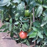 新鲜有机蔬菜 露天生长无激素西红柿番茄农家自种 满50包邮