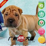 只售精品纯种中国沙皮犬幼犬 出售沙皮狗宠物狗欢迎来狗场选购