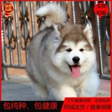 巨型犬阿拉斯加犬幼犬出售纯种阿拉斯加雪橇犬桃脸灰色宠物狗0218