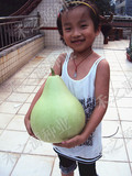 【农家圆瓢菜葫芦种子】 圆瓢菜 可做瓢   瓠瓜 庭院种植  老口感