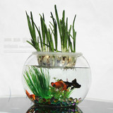 水培植物玻璃花瓶花器透明简约圆球型花瓶水养花卉绿植容器小鱼缸