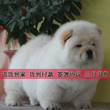 纯种血统奶油色松狮幼犬出售 宠物狗狗 货到付款 北京天津送货G88