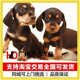 支持淘宝交易 出售精品腊肠犬 纯种铁包金腊肠犬幼犬狗狗宠物狗