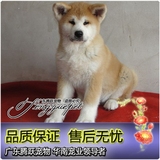 纯种秋田幼犬出售 赛级双血统 美系日本柴犬 家养秋田犬宠物狗狗