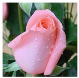 玫瑰花苗精品月季花带花苞花卉植物盆栽包成活3年苗包邮全国