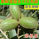 果树苗核桃苗8518 碧根果核桃 文玩核桃树苗9818 嫁接苗当年结果