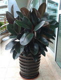 【净化空气】大黑金刚植物大型室内吸甲醛吸尼古丁绿植盆栽橡皮树