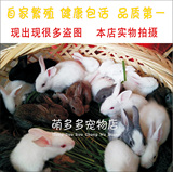 兔子活体纯种健康兔白兔迷你兔长不大 白兔宠物兔宝宝包活