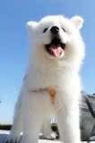 出售纯种微笑天使/雪橇犬雪白色萨摩耶犬赛级澳版幼犬/宠物狗狗43