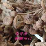 江西土特产特级茶树菇野生天然晒干货井冈山农产品鲜嫩250g汤火锅