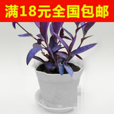 新款盆栽水培植物紫叶 紫罗兰 吊兰 净化空气好帮手 适合水培土培