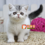 【萌猫舍】宠物活体 异国短毛猫加菲猫波斯猫 可爱繁花弟弟