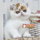 【萌猫舍】猫咪活体 异国短毛猫加菲猫波斯猫 可爱红白繁花弟弟