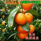 柑桔出售蜜柑盆栽庭院橘子苗 桔子果树金桔砂糖桔庭院植物行道树