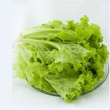 有机生菜绿色无公害原生态蔬菜农家新鲜生菜小份250g青菜新鲜时蔬