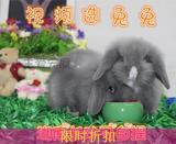 【灰色】垂耳兔宠物兔活体拆耳兔小白兔小兔子长毛兔生日礼物