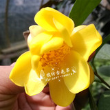 金茶花树苗唯一四季开花的品种（崇左四季金花茶）金花茶盆栽