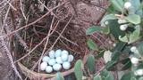 宁德凌海生态园 农家孕妇月子蛋宝宝辅食绿壳土鸡蛋乌鸡蛋 30枚