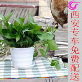 西安盆栽花卉绿植室内植物绿航绿萝吊兰桌面净化空气室内除甲醛