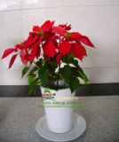 一品红圣诞花室内装饰花卉绿植盆栽开业礼品年宵花开花植物盆景