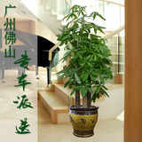 三杆发财树盆栽 室内客厅大型盆景 办公室净化空气绿植 开业植物