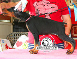 纯种血统德系杜宾犬幼犬 出售赛级活体美系杜宾宠物狗狗保证健康