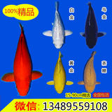 特价纯种日本大正三色锦鲤鱼苗观赏鱼宠物鱼冷水鱼风水鱼活体包活