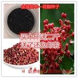 林木种子新采花椒种子花椒发芽率高花椒子大红袍花椒净籽9.9元/斤