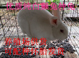活体纯种獭兔纯白獭兔优质种兔宠物兔包活包养殖技术 包邮