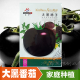 黑番茄种子 西红柿种子 大黑水果番茄 阳台种菜 有机西红柿种子